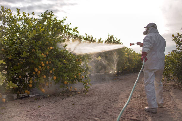 Best Affordable Exterminators  in Suffolk, VA